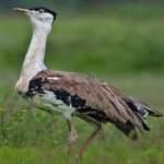 Sample 2 – Indian bustard