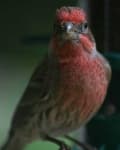 Sample 1 – House finch