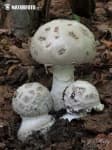 Sample 4 – Amanita