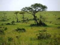 Sample of Grassland