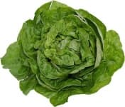 Sample 6 – Lettuce