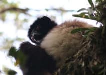 Sample 3 – Indri