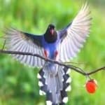 Sample 4 – Taiwan magpie