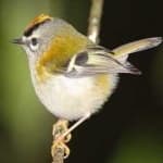 Sample 1 – Common firecrest
