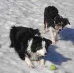 Sample 5 – Border collie