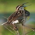 Sample 1 – Eastern meadowlark