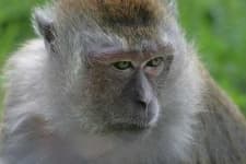 Sample 2 – Macaque
