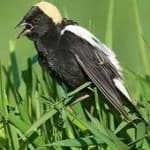 Sample 2 – Bobolink