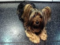 Sample 6 – Silky terrier