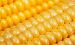 Sample 6 – Sweetcorn
