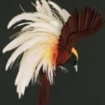 Sample 24 – Bird of paradise bird