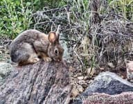 Sample 4 – Wood rabbit