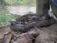 Sample 1 – Boa constrictor
