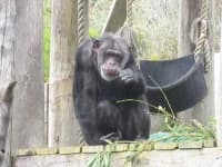 Sample 6 – Chimpanzee