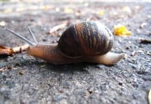 Sample 3 – Snail