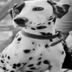 Sample 4 – Dalmation