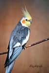 Sample 3 – Cockatiel