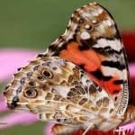 Sample 7 – Painted butterfly