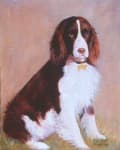 Sample of English springer
