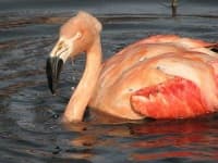 Flamingo image dataset preview