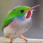 Sample 4 – Cuban tody
