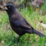 Sample 3 – Common grackle