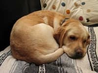 Sample 5 – Labrador retriever