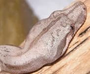 Sample 6 – Boa constrictor