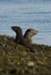 Sample 1 – Otter