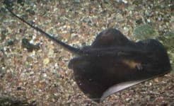 Sample 3 – Electric ray