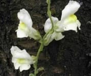 Sample 1 – Snapdragon