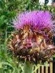 Sample 4 – Cardoon