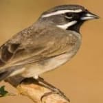 Sample 4 – Black throated sparrow