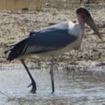 Sample 5 – Marabou stork