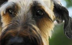 Sample 3 – Briard