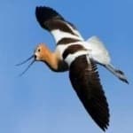 Sample 6 – American avocet