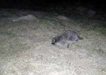 Sample of Raccoon