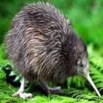 Sample 1 – Bird kiwi