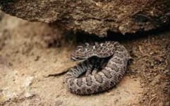 Sample 1 – Horned viper
