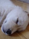Sample 3 – Golden retriever