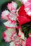 Sample 6 – Sweet william