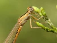 Sample 1 – Damselfly