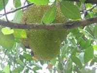 Sample 1 – Jackfruit