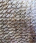 Sample 6 – Scaly