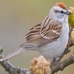 Sample 1 – Chipping sparrow