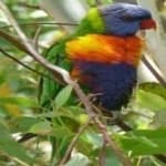 Sample 1 – Rainbow lorikeet
