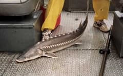 Sample 2 – Sturgeon
