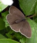 Sample 6 – Ringlet