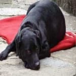 Sample 5 – Labrador