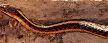 Sample 5 – Night snake